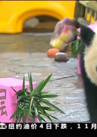 上海熊猫爆料事件最新,真相与争议交织的动物保护风波