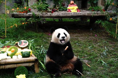 上海熊猫爆料事件最新,真相与争议交织的动物保护风波 第2张 上海熊猫爆料事件最新,真相与争议交织的动物保护风波 第2张