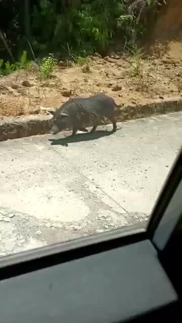 野猪在线观看,揭秘神秘野猪生活,带你走进原始森林 第3张 野猪在线观看,揭秘神秘野猪生活,带你走进原始森林 第3张