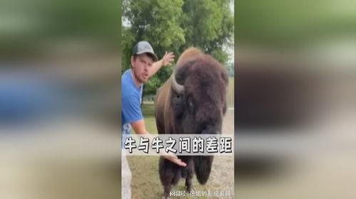 牛牛在线播放观看,畅享云端观影新体验 第3张 牛牛在线播放观看,畅享云端观影新体验 第3张