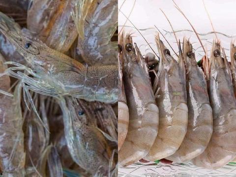 爆料人工养殖海虾视频教程,视频教程带你走进海洋养殖世界  第2张