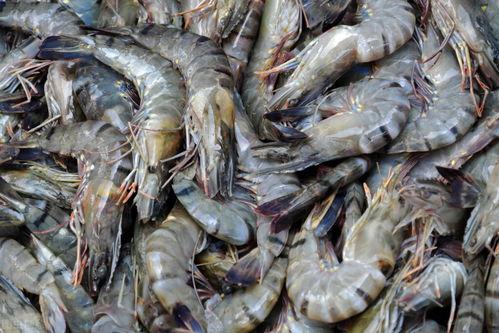 爆料人工养殖海虾视频教程,视频教程带你走进海洋养殖世界  第3张