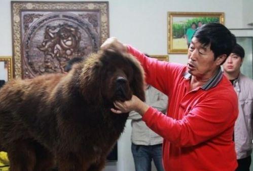 藏獒先生爆料了吗视频大全,揭秘幕后真相 第2张 藏獒先生爆料了吗视频大全,揭秘幕后真相 第2张