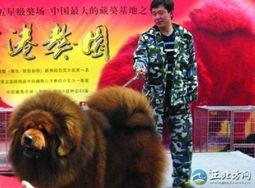 藏獒先生爆料了吗视频大全,揭秘幕后真相 第3张 藏獒先生爆料了吗视频大全,揭秘幕后真相 第3张