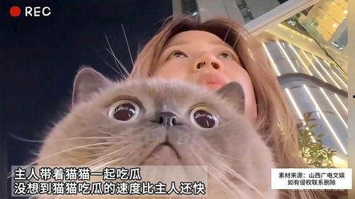 娱乐吃瓜猫作品原声,原声音乐背后的故事与魅力  第1张
