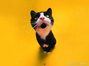 娱乐吃瓜猫作品原声,原声音乐背后的故事与魅力  第2张