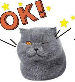 娱乐吃瓜猫作品原声,原声音乐背后的故事与魅力  第3张