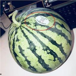 陇南网红吃瓜,揭秘当地美食背后的故事