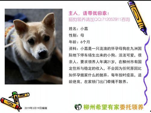爱爱在线观看,探索网络情感世界的秘密  第3张