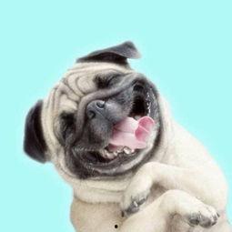 巴哥在哪发的爆料视频啊,揭秘视频背后的故事