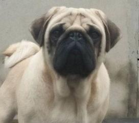 巴哥在哪发的爆料视频啊,揭秘视频背后的故事 第2张 巴哥在哪发的爆料视频啊,揭秘视频背后的故事 第2张