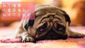 巴哥在哪发的爆料视频啊,揭秘视频背后的故事 第3张 巴哥在哪发的爆料视频啊,揭秘视频背后的故事 第3张