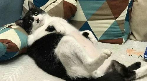 猫哥最新预测爆料,揭秘未来趋势,揭秘行业动向! 第2张 猫哥最新预测爆料,揭秘未来趋势,揭秘行业动向! 第2张