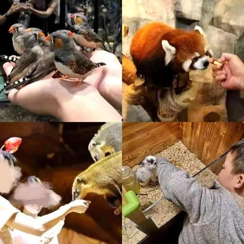 网红爆料动物园视频在线观看,动物园真实画面，网友热议动物福利问题