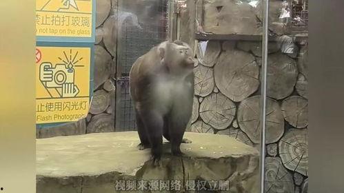 网红爆料动物园视频在线观看,动物园真实画面,网友热议动物福利问题 第3张 网红爆料动物园视频在线观看,动物园真实画面,网友热议动物福利问题 第3张