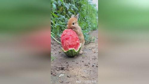 娱乐吃瓜小兔子,娱乐圈吃瓜小兔子的幕后故事 第3张 娱乐吃瓜小兔子,娱乐圈吃瓜小兔子的幕后故事 第3张