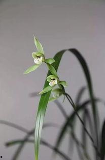 空谷幽兰爆料视频大全集,视频大全集深度解析