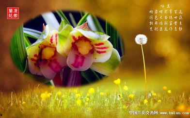 空谷幽兰爆料视频大全集,视频大全集深度解析 第3张 空谷幽兰爆料视频大全集,视频大全集深度解析 第3张